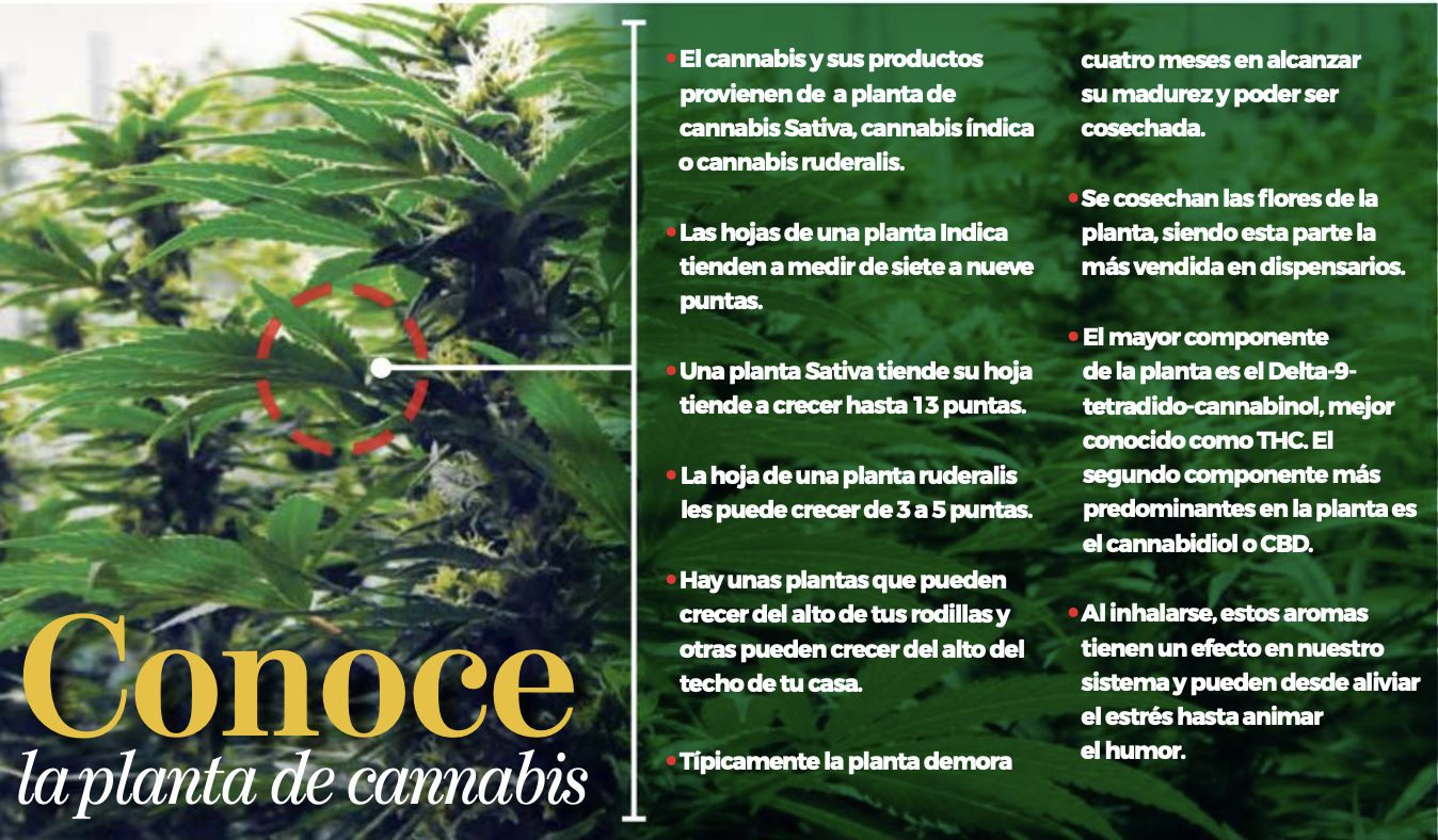 Conoce la planta de cannabis – cronicas